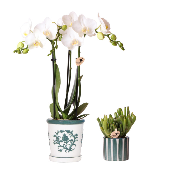 Witte orchidee Amabilis in Malaga pot en succulent in Painted Stripe pot groen - Set - Ø9cm & Ø6cm - Bloeiende kamerplant