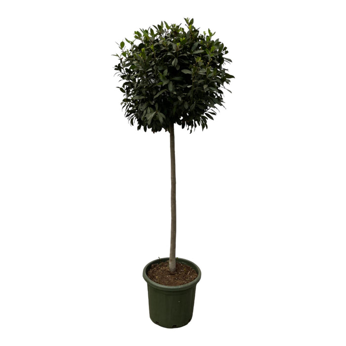 Laurus Nobulis stam - ↕200cm - Ø45cm