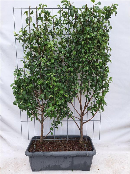 Pyrus communis 'Conference' - Perenboom - Kant-en-Klaar Haag - 120 x 180 cm