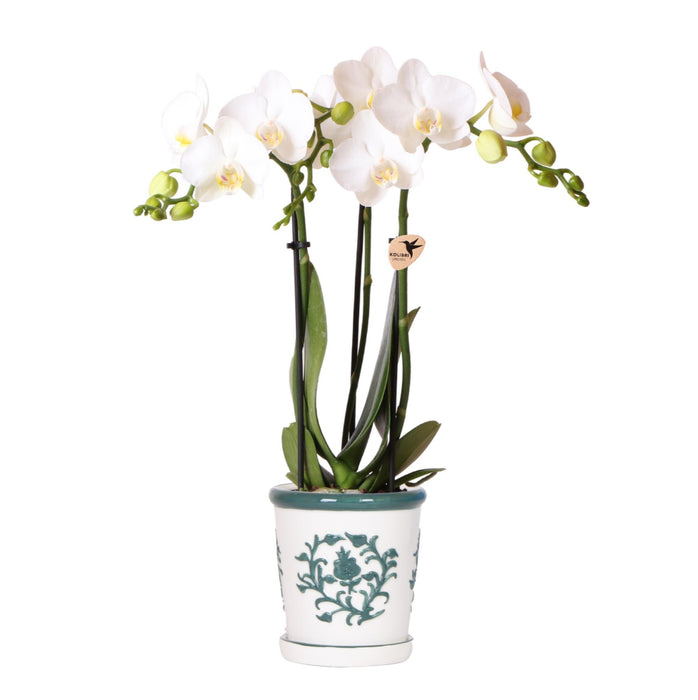 Witte orchidee Amabilis + Malaga sierpot groen - Ø9cm - Bloeiende kamerplant