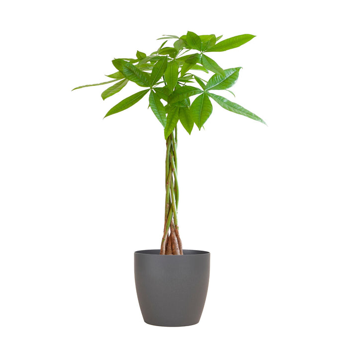 Pachira Aquatica - Geldboom - met Viber grijs - ↕80cm - Ø21cm