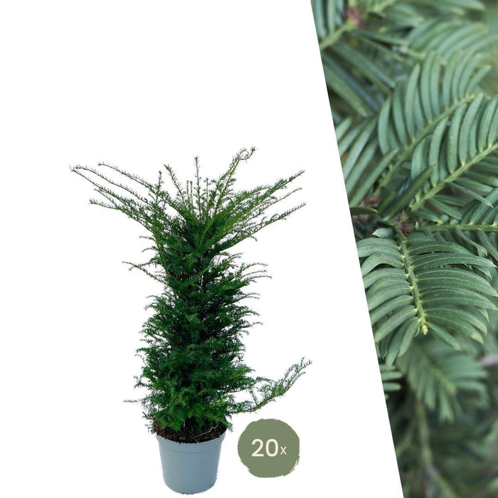 Grote taxus planten voor 10 strekkende meter haag - 12L - 20x - ↕100-125 cm