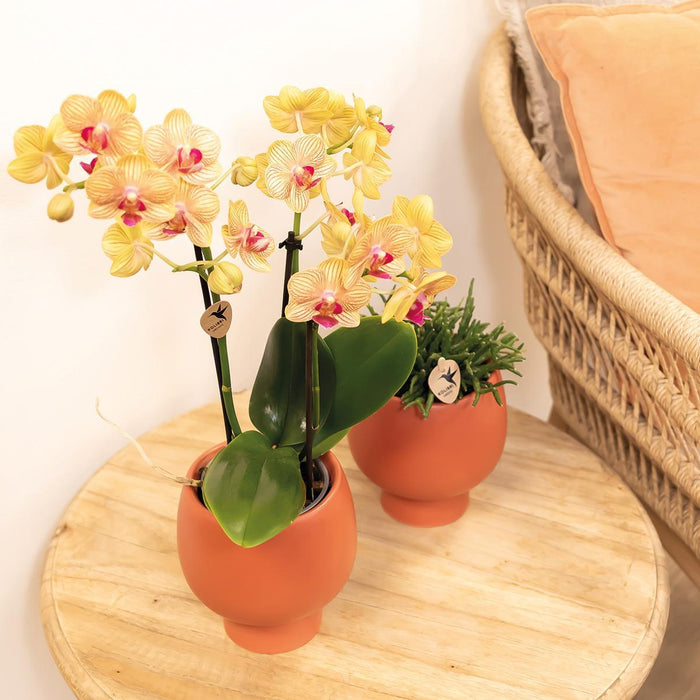 Oranje Phalaenopsis orchidee - Ø9cm - Bloeiende kamerplant