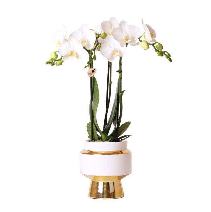 Witte Phalaenopsis orchidee – Amabilis + Le Chic sierpot goud – Ø9cm – ↕40cm - Bloeiende kamerplant in bloempot