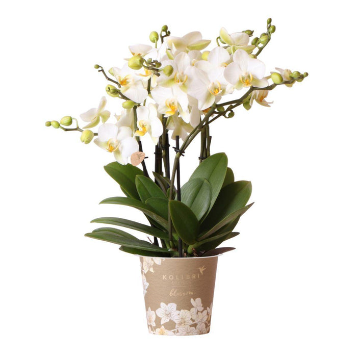 Witte Phalaenopsis orchidee - Lausanne - Ø12cm - Bloeiende kamerplant