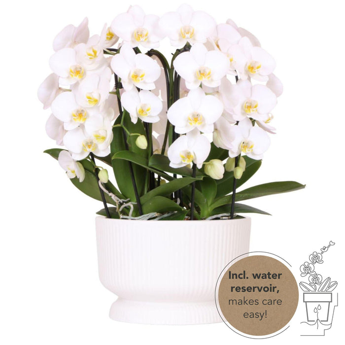 Witte orchideeënset in Diabolo white dish incl. waterreservoir | drie gebogen witte orchideeën Niagara Fall 12cm | Mono Bouquet wit met zelfvoorzienend waterreservoir