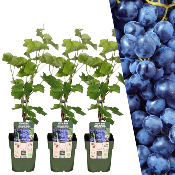 Druivenplanten Biologisch - ↕20cm - Ø13cm - 3x