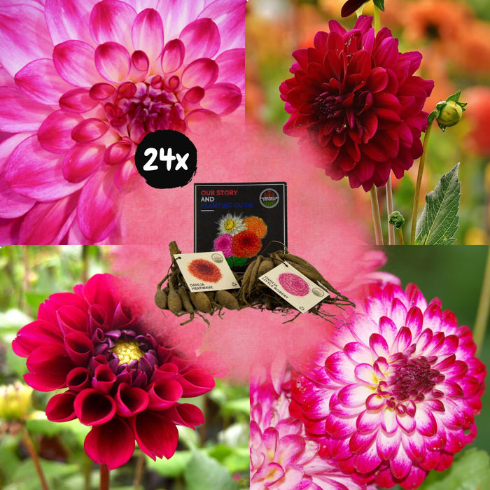 Dahlia Bollen | Mix Outdoor Happiness, 12 Dahlia Little Robert & 12 Dahlia Heatwave knollen voor 4m²