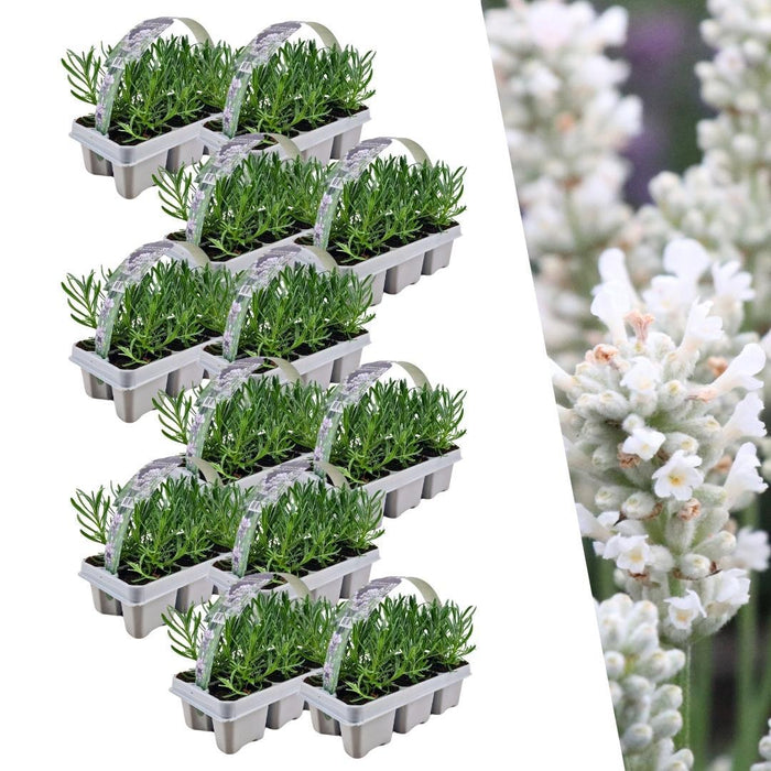 Lavendel angustifolia white - 72x ↕15cm - Ø7cm - 12 x 6 pack
