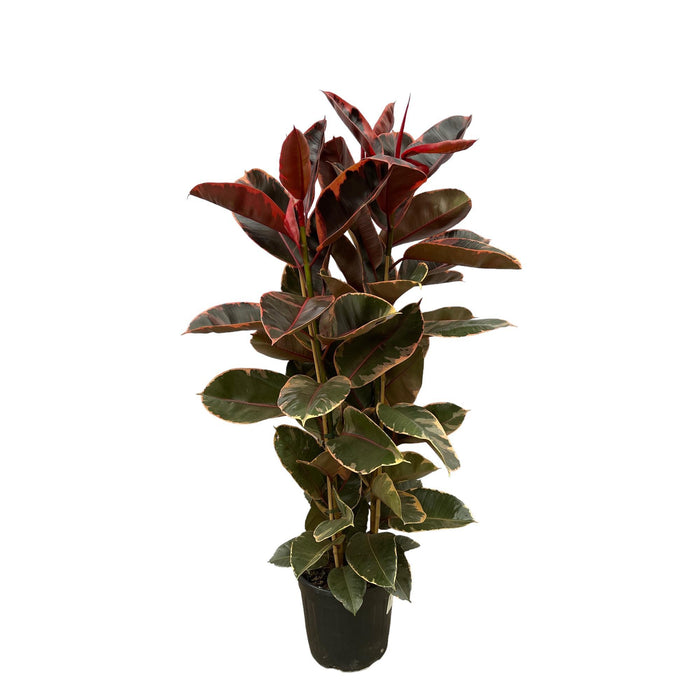 Ficus Elastica Belize struik - ↕170cm - Ø29cm