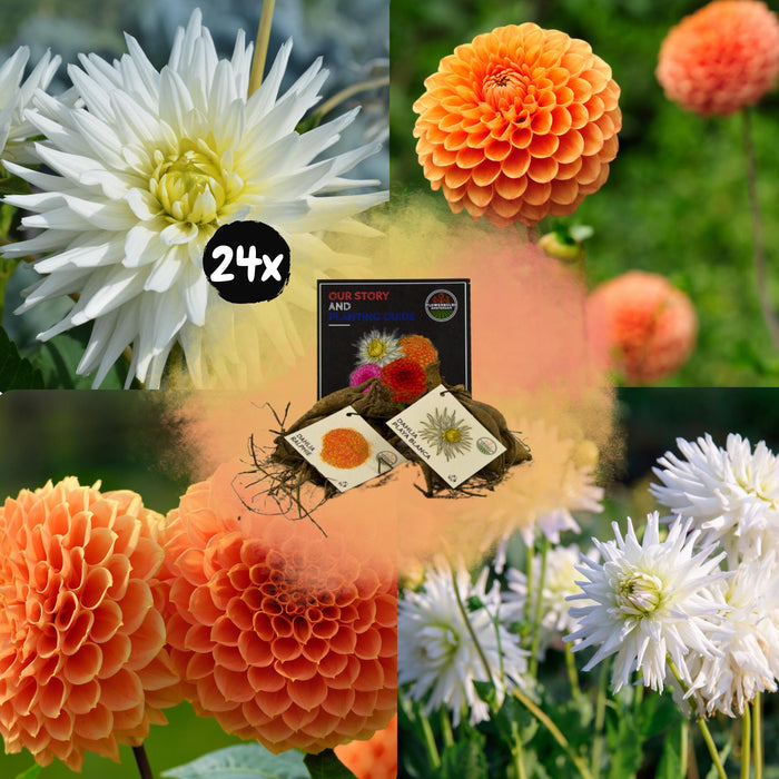 Dahlia Bollen | Mix Orange Pride, 12 Dahlia Playa Blanca & 12 Dahlia Ralphie knollen voor 4m²
