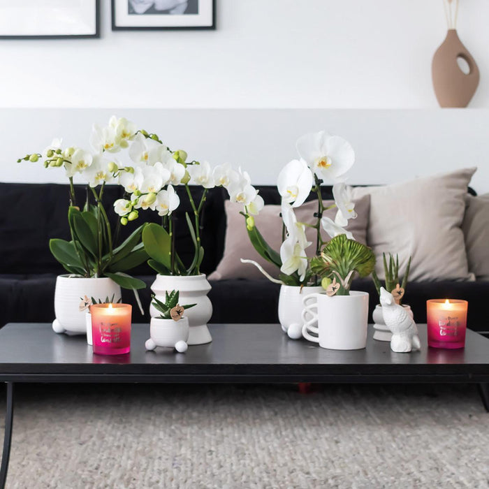 Planten set - met 3 Rhipsalis mix - incl. keramieken sierpotten - Ø9cm - Kolibri Greens