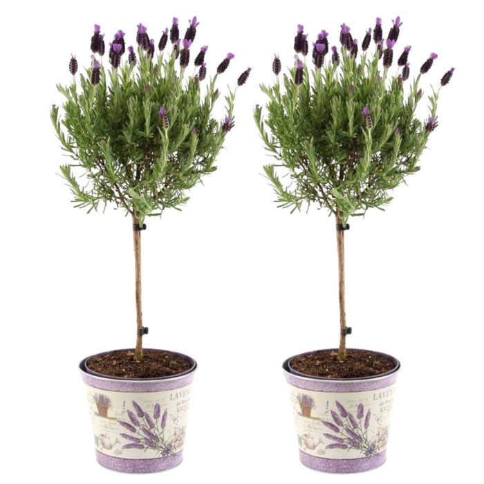 Lavandula stoechas Anouk® op stam in Lavendelprint sierpot - Ø15cm - set van 2 Franse Lavendels op stam in sierpot