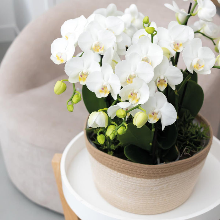 Witte plantenset in Cotton Basket incl. waterreservoir | drie witte orchideeën Amabilis 9cm en drie groene planten Rhipsalis | Jungle Bouquet wit met zelfvoorzienend waterreservoir