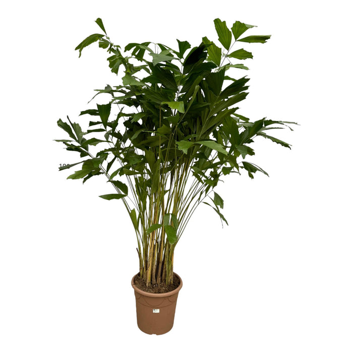 Caryota Mitis - Vissenstaartpalm - ↕210cm - Ø40cm