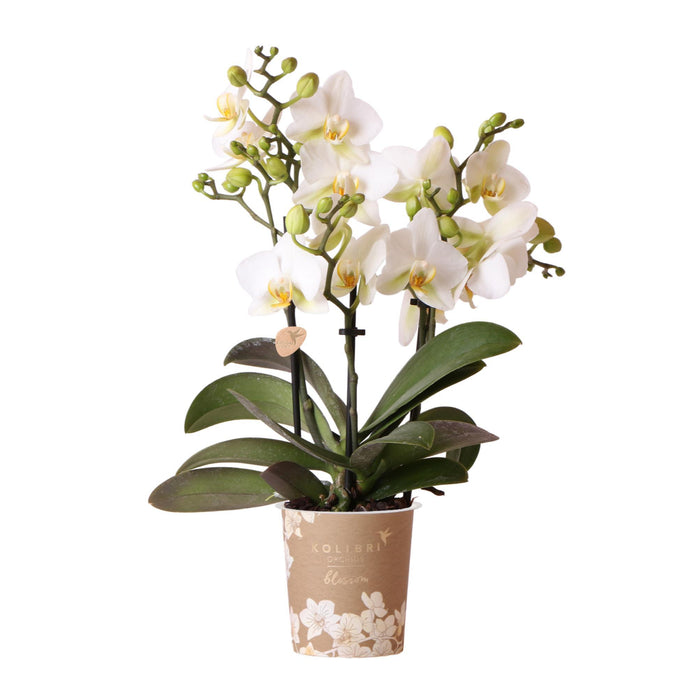 Witte phalaenopsis orchidee - Lausanne - Ø9cm - Bloeiende kamerplant