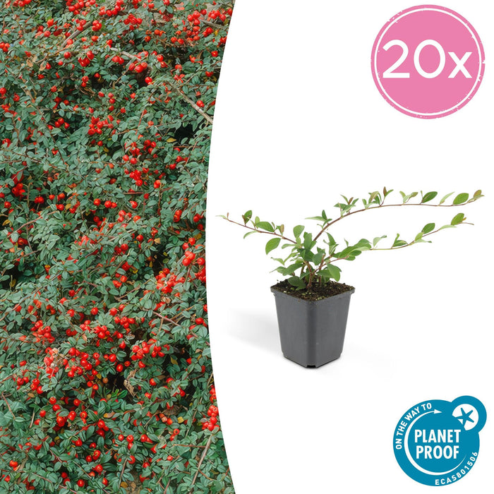 Cotoneaster dammeri 'Major' - ↕25cm - Ø9cm - 20x