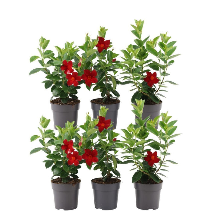 Dipladenia Red - Mandevilla Red - ↕25cm - Ø12cm - 6x