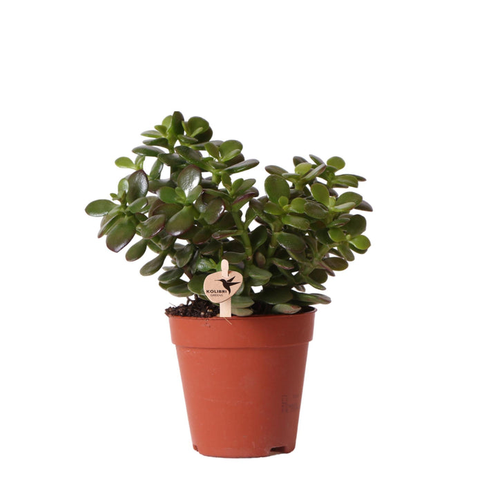 Crassula Minor - Vetplant - Ø9cm - Kolibri Greens - Groene plant