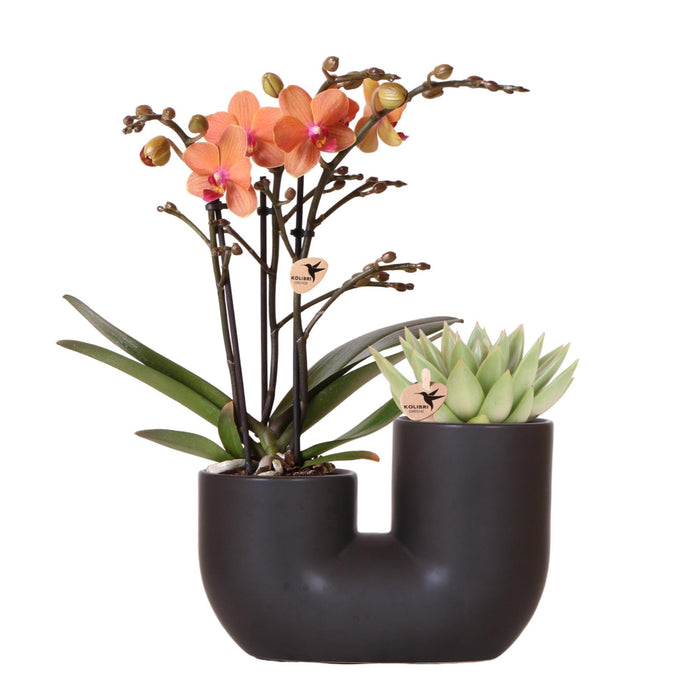 Oranje orchidee Bolzano en succulent in Tube sierpot black - Set - Ø9cm - Bloeiende kamerplant