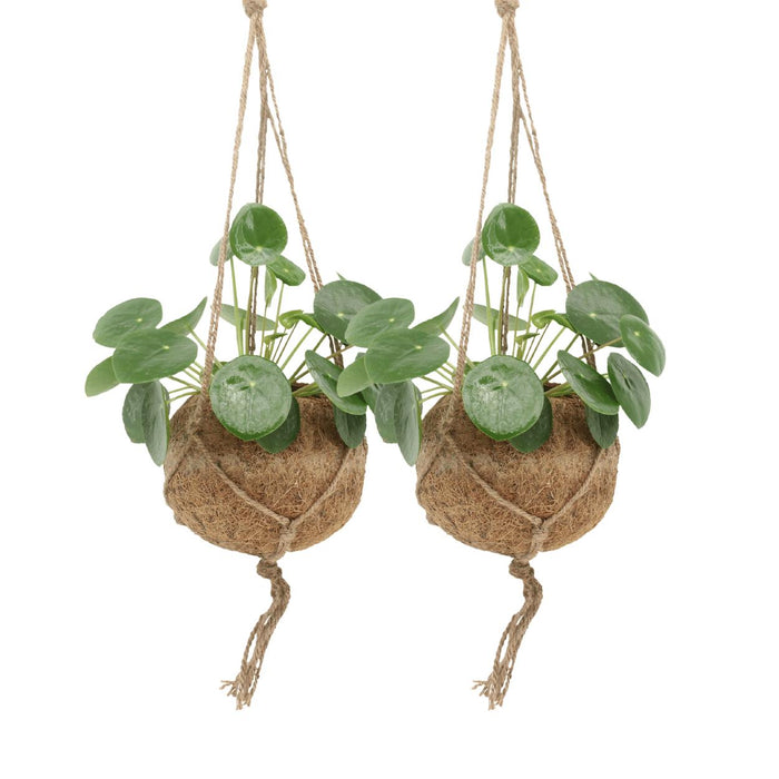 Kokodama Pilea Peperomiodes - Pannekoekenplant - ↕20cm - Ø15cm - 2x