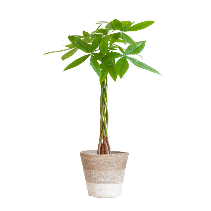 Pachira Aquatica - Geldboom - met Mand Lissabon wit - ↕80cm - Ø21cm