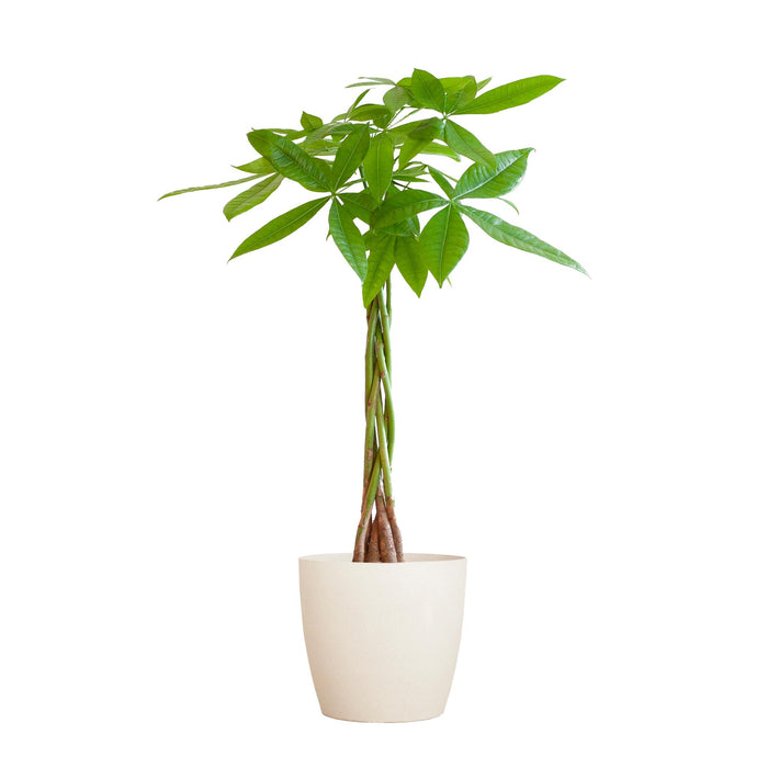 Pachira Aquatica - Geldboom - met Viber wit - ↕80cm - Ø21cm