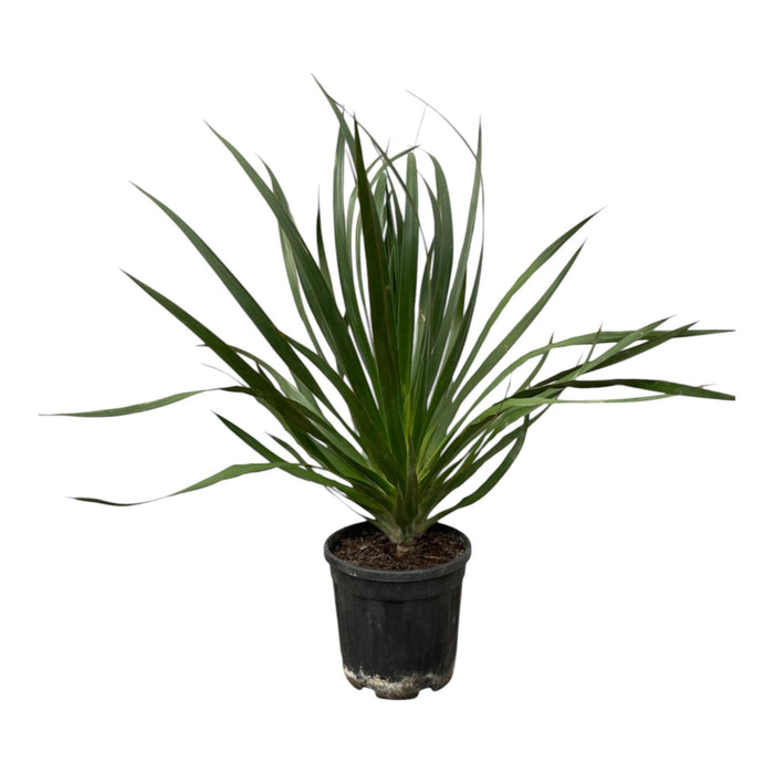 Dracaena Draco - ↕100cm - Ø24cm - Drakenplant