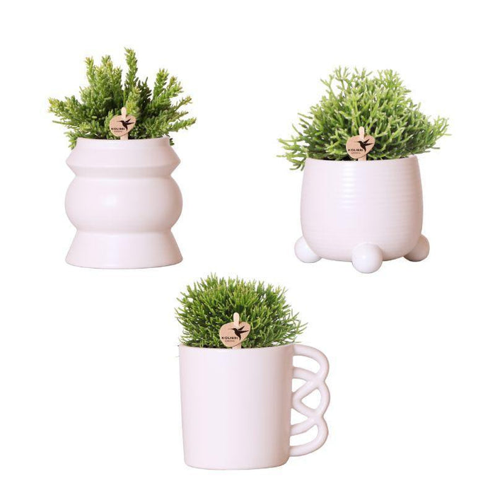 Planten set - met 3 Rhipsalis mix - incl. keramieken sierpotten - Ø9cm - Kolibri Greens