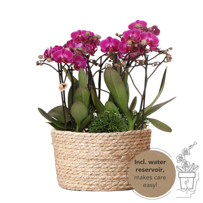 Paarse plantenset in Reed Basket incl. waterreservoir - Drie paarse orchideeën Morelia 9cm en drie groene planten Rhipsalis - Jungle Bouquet paars met zelfvoorzienend waterreservoir