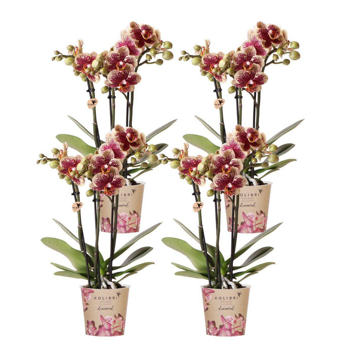 Geel rode phalaenopsis orchideeën - Spain - 4x - Ø9cm - Bloeiende kamerplant
