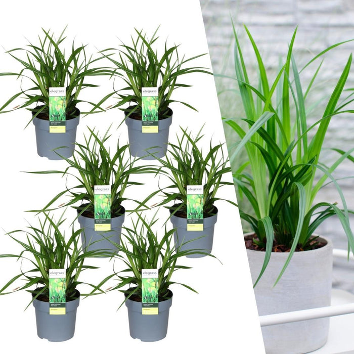Carex morrowi 'Irish Green' - Zegge - ↕25cm - Ø14cm - 6x