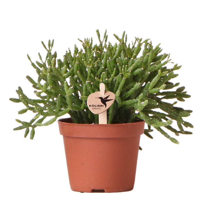 Rhipsalis Cereuscala Gold - Vetplant - Groene kamerplant - Ø6cm - Kolibri Greens