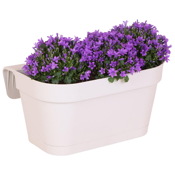 Campanula Addenda Ambella Intense purple - Balkonbak white met 3 stuks campanula Ø12cm - met ophangsysteem - Klokjesbloem paars - vaste planten