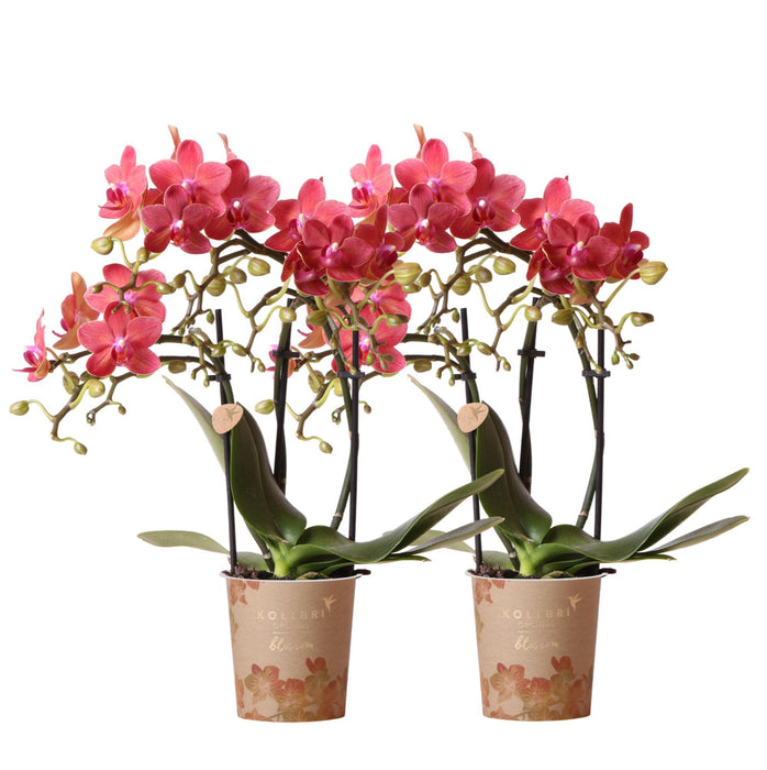 Rode Phalaenopsis orchideeën - Congo - 2x - Ø9cm - Bloeiende kamerplant