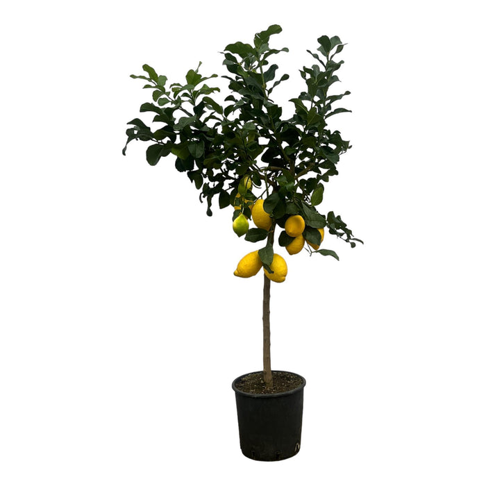 Citrus Lemon - Citroenboom - ↕150cm - Ø24cm