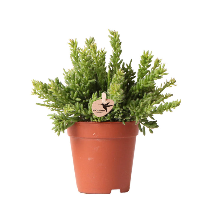 Rhipsalis Mesembryanthemoides - Vetplant - Groene kamerplant - Ø9cm - Kolibri Greens
