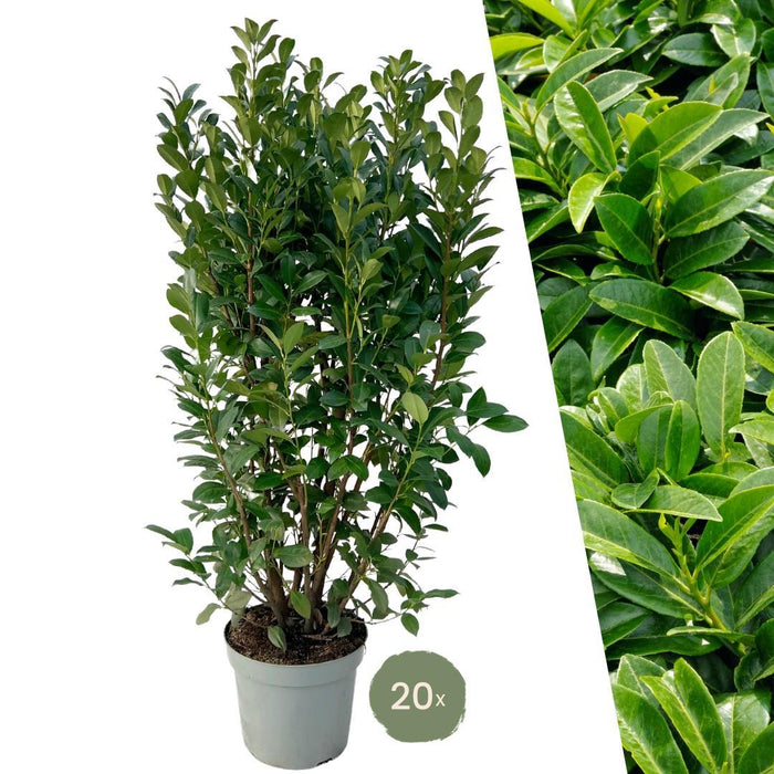 Grote Laurierplanten Obelisk voor 10 strekkende meter haag - 15L - 20x - ↕125-150 cm
