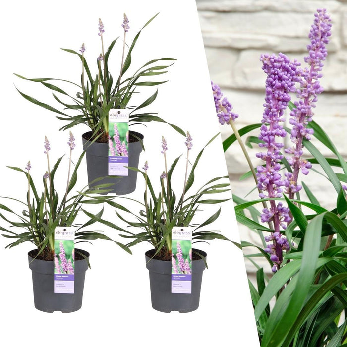 Liriope muscari 'Ingwersen' - Leliegras - ↕25cm - Ø14cm - 3x