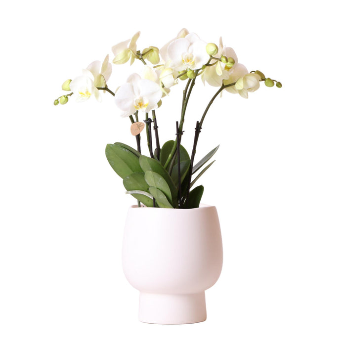 Witte Phalaenopsis orchidee - Jewel Ghent + Scandic witte sierpot - Ø12cm - Bloeiende kamerplant