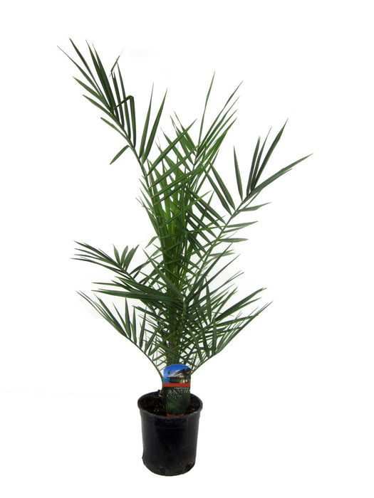 Phoenix Canariensis - Canarische Dadelpalm - ↕90cm - Ø15cm