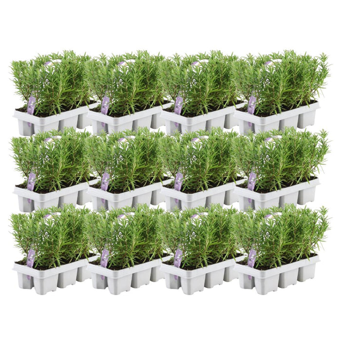 Rosmarinus Officinalis - 72x - ↕20 cm - Ø7cm - 12x6 pack - 72x