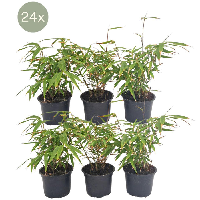 Fargesia Rufa - Bamboe - 24x - ↕25 cm - Ø13 cm