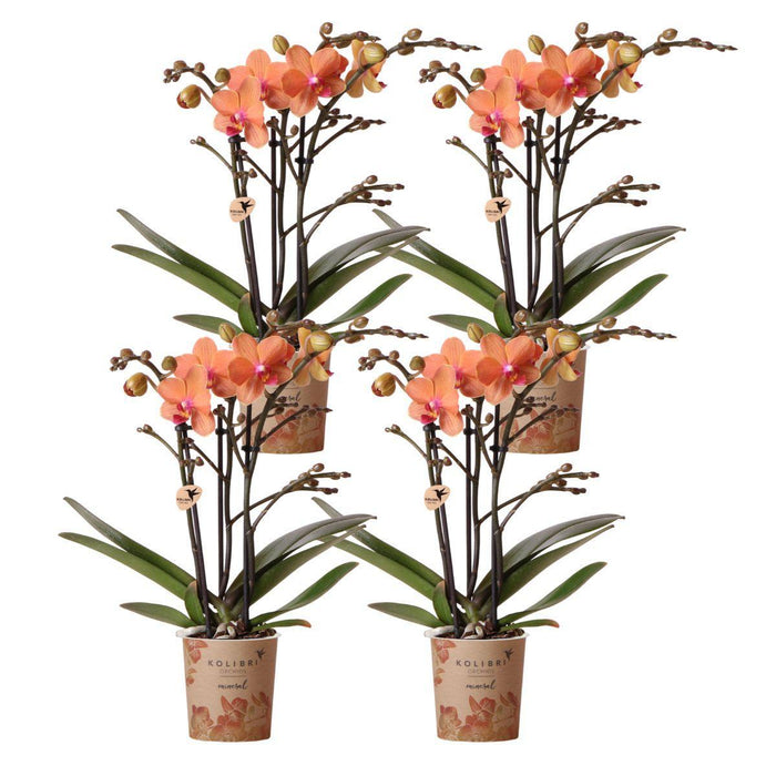 Oranje Phalaenopsis orchideeën - Bolzano - 4x - Ø9cm - Bloeiende kamerplant