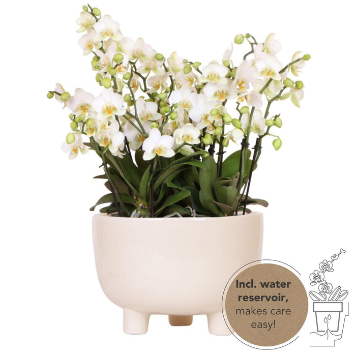 Witte plantenset in Gummy dish incl. waterreservoir | drie witte orchideeën | Mono Bouquet wit met zelfvoorzienend waterreservoir