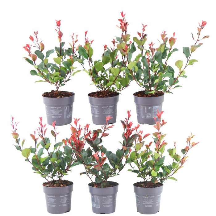 Glansmispel haag - Photinia fraseri 'Little Red Robin' - 1 meter - Set van 6 winterharde haagplanten - Groenblijvende haag