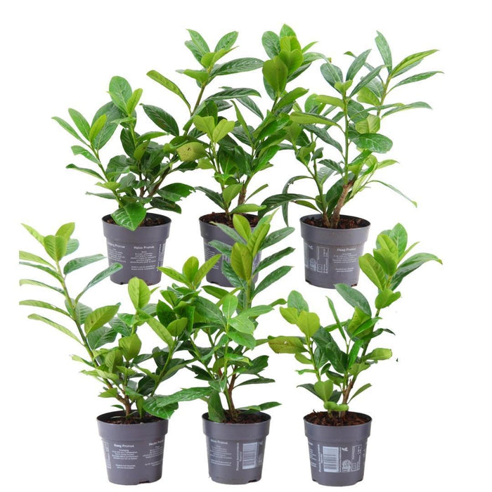 Laurierkers haag - Prunus laurocerasus 'Novita' - 1 meter - Set van 6 winterharde haagplanten - Groenblijvende haag
