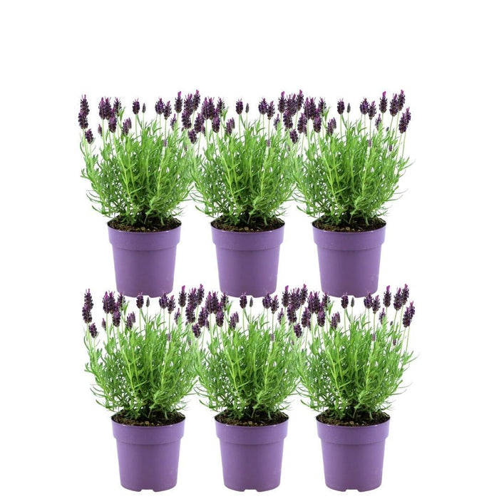 Lavandula stoechas Anouk® - Ø12cm - Franse Lavendels - 6x
