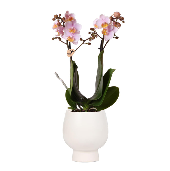 Roze Phalaenopsis orchidee – Andorra + Scandic sierpot wit – Ø9cm – ↕40cm - Bloeiende kamerplant in bloempot