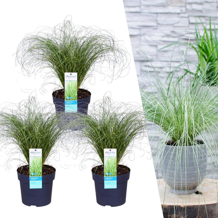 Carex comans 'Frosted Curls' - Zegge - ↕25cm - Ø14cm - 3x